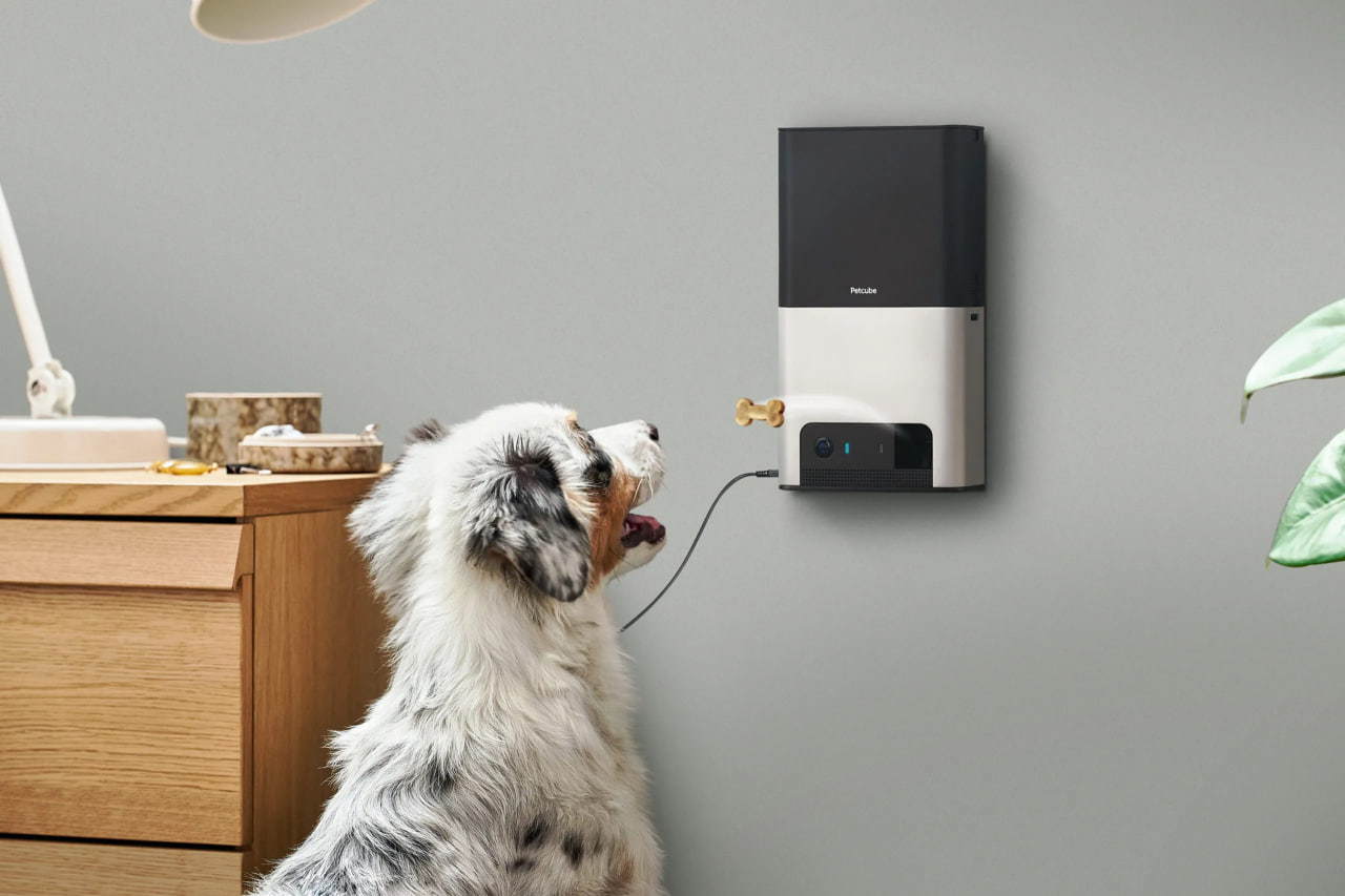 Petcube Bites